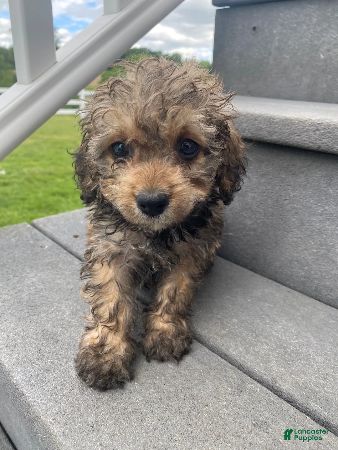 Cavapoo dogs for sale: Scout - Ad 1