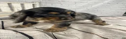 Cocker Spaniel dogs for sale: Tilly - Ad 5