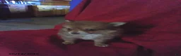 Pomeranian dogs for sale: Timmy - Ad 4