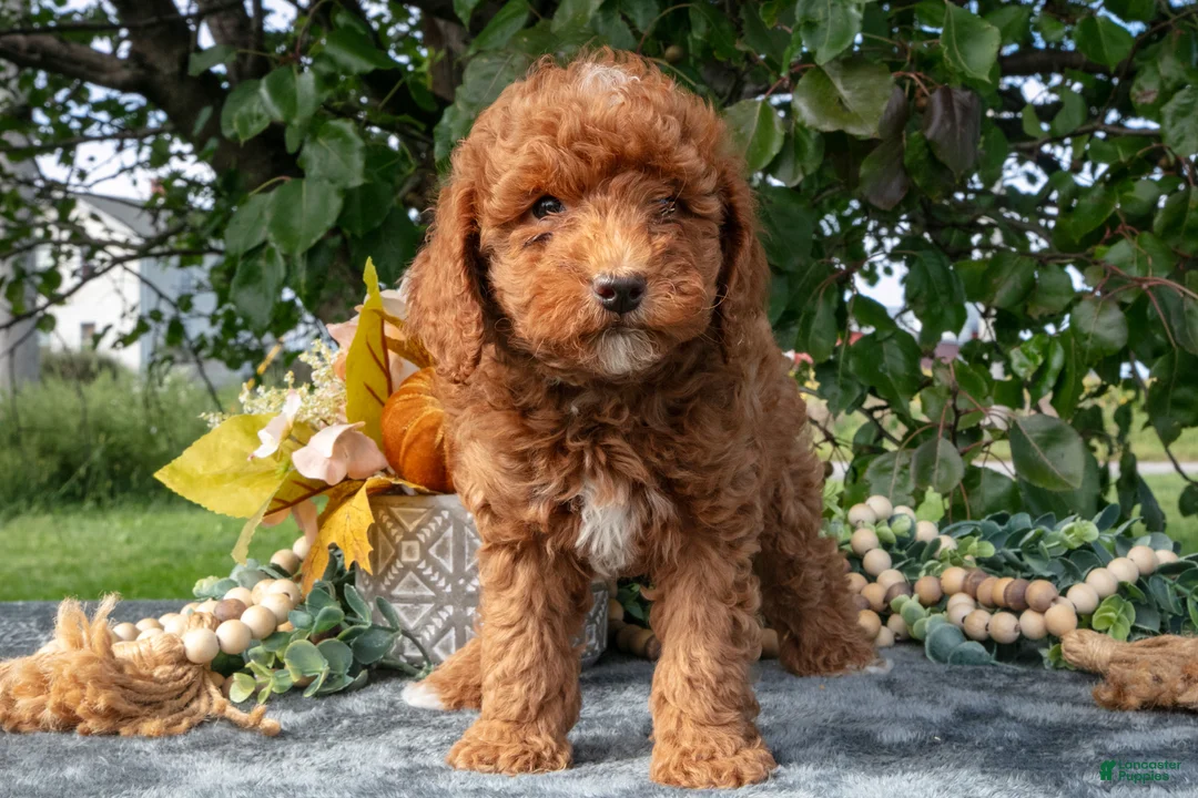 Miniature Poodle dogs for sale: Tanner - Ad 2