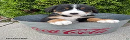 Bernese Mountain Dog dogs for sale: Belle - Ad 3