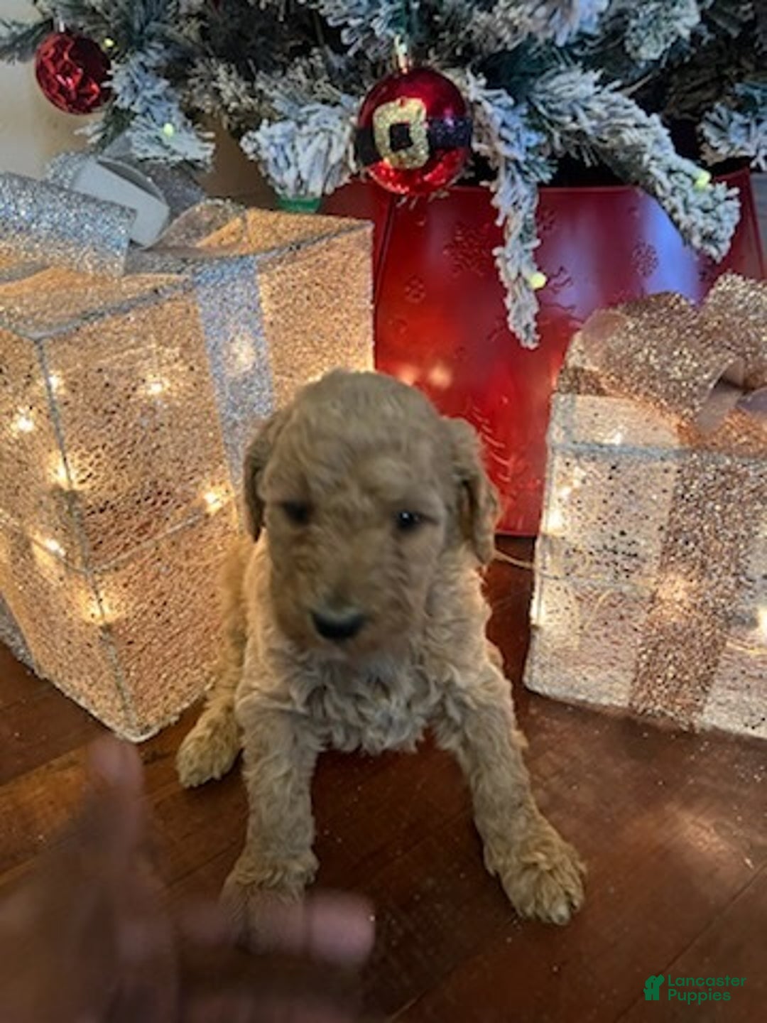 Standard Poodle dogs for sale: Billy - Ad 1