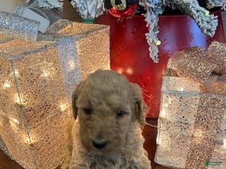 Standard Poodle dogs Billy - Ad 36