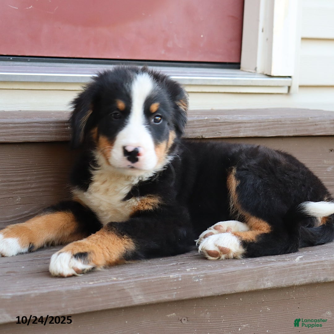 Bernese Mountain Dog dogs for sale: Jenny - Ad 2