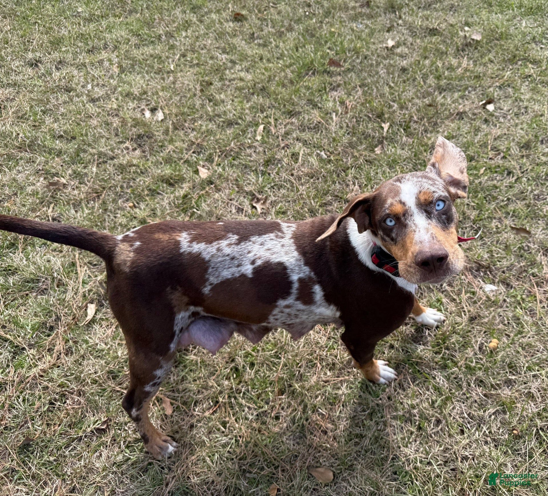 Catahoula Leopard Dog dogs for sale: Buford T. Justice  - Ad 2