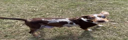 Catahoula Leopard Dog dogs for sale: Carrie - Ad 9