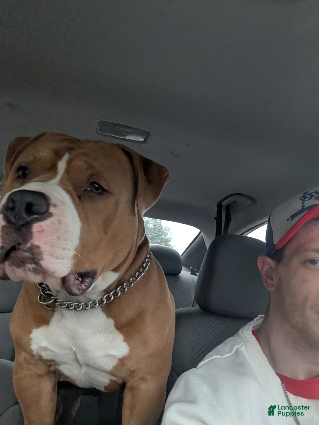 American Bully dogs for stud: Scoot Full Blooded American Bully #Papered #ABKC  - Ad 2