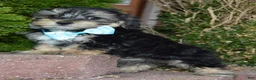 Yorkiepoo dogs for sale: Sawyer - Ad 7