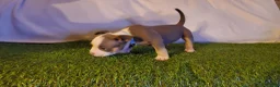 American Bully dogs for sale: American Bully 4 - Ad 7