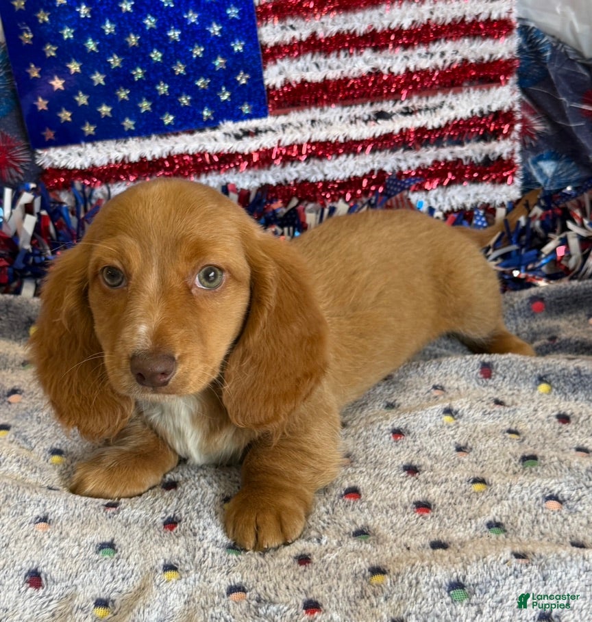 Miniature Dachshund dogs Bentley - Ad 31