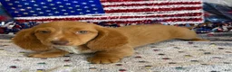 Miniature Dachshund dogs for sale: Bentley - Ad 1