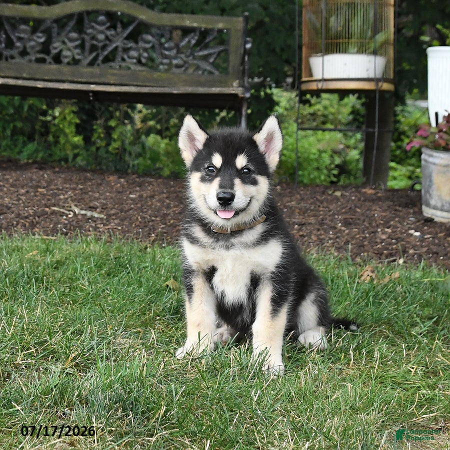 Alaskan Malamute dogs Summer - Ad 1