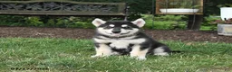 Alaskan Malamute dogs for sale: Summer - Ad 1