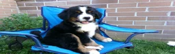 Bernese Mountain Dog dogs for sale: Tulip - Ad 10