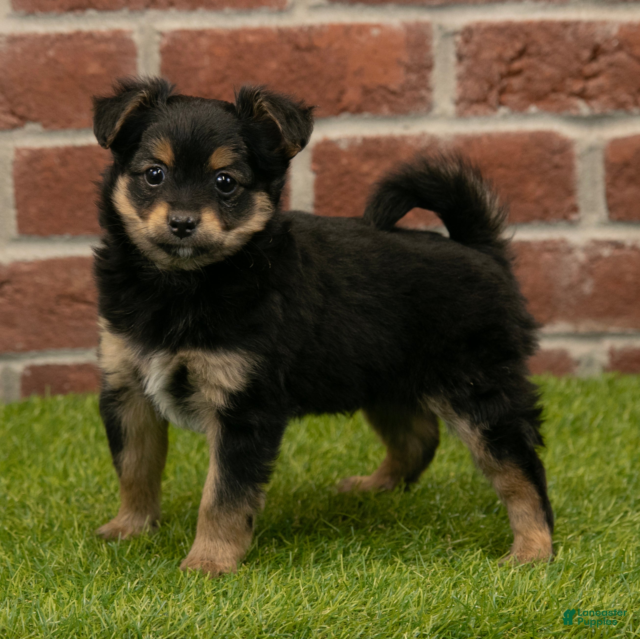 Chihuahua dogs Gunner - Ad 1