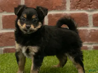 Chihuahua dogs for sale: Gunner - Ad 2