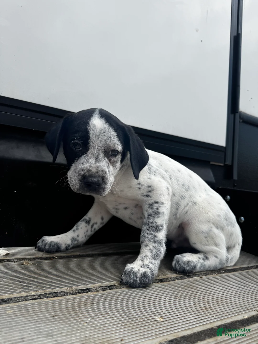 Mixed Breed dogs for sale: Snow - Ad 2