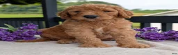 Goldendoodle dogs for sale: Parker - Ad 10