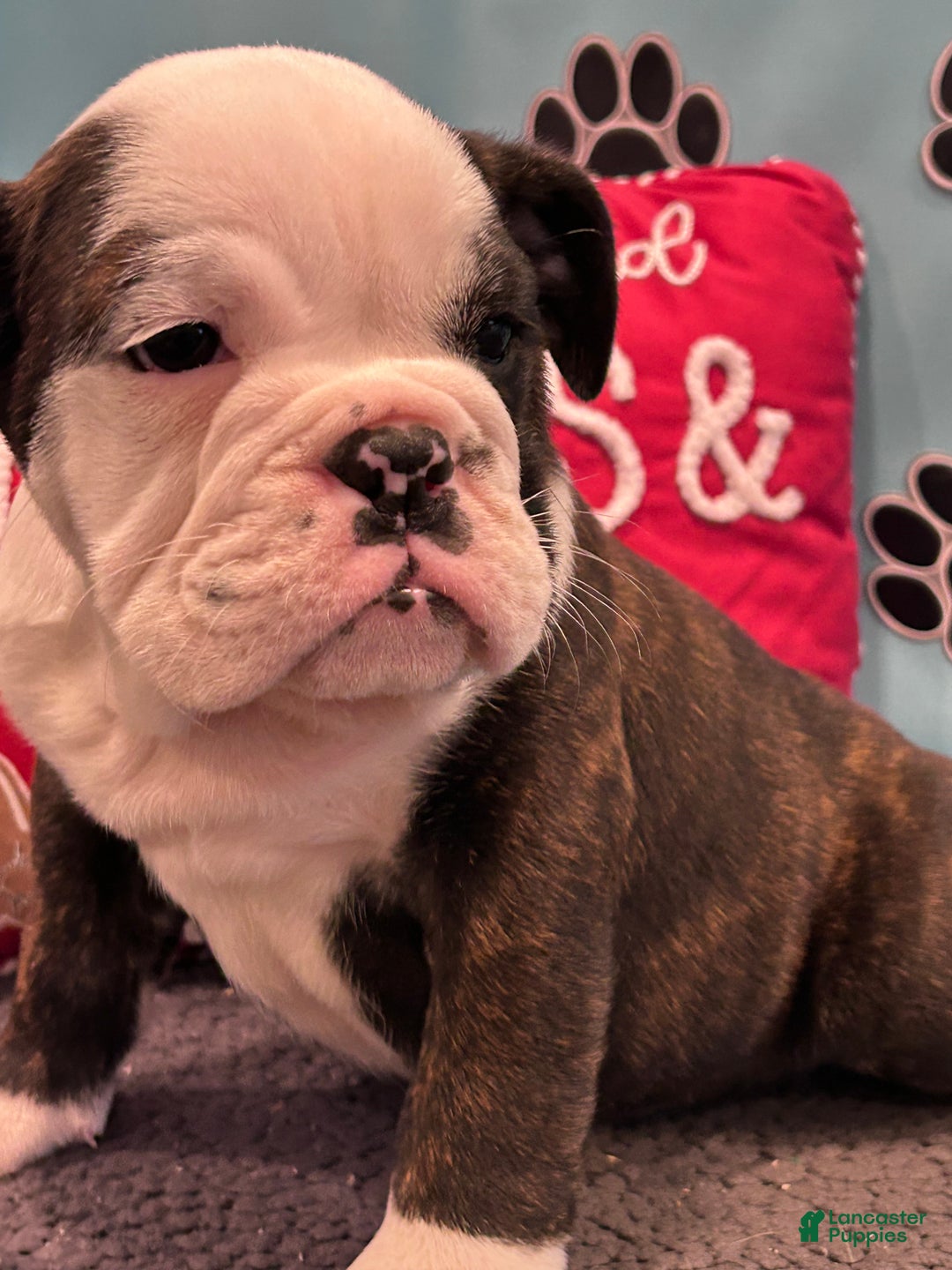 English Bulldog dogs for sale: SIMBO - Ad 1