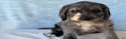 Labradoodle dogs for sale: Labradoodle 2 - Ad 5