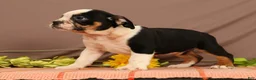Beabull dogs for sale: Wyatt - Ad 5