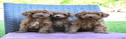 Miniature Poodle dogs for sale: Henry - Ad 5
