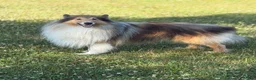 Collie dogs for sale: Collie 3 Sonja - Ad 7