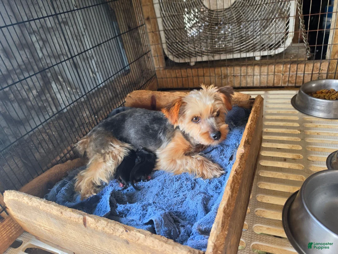 Yorkshire Terrier dogs for sale: Yorkshire Terrier 2 - Ad 2