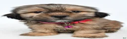 Shorkie dogs for sale: Pansy - Ad 7