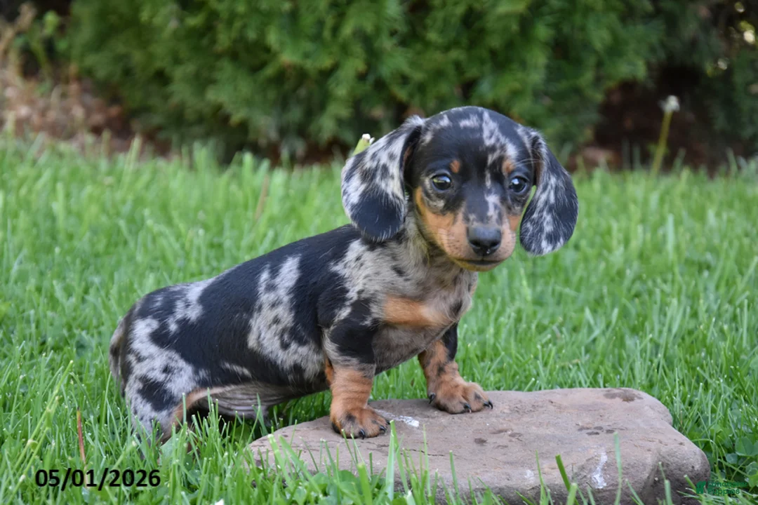 Miniature Dachshund dogs for sale: Dodger - Ad 2