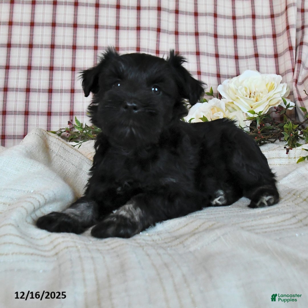 Miniature Schnauzer dogs for sale: Blake - Ad 4