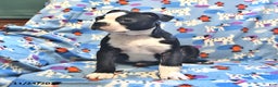 Boston Terrier dogs for sale: Mickey - Ad 2