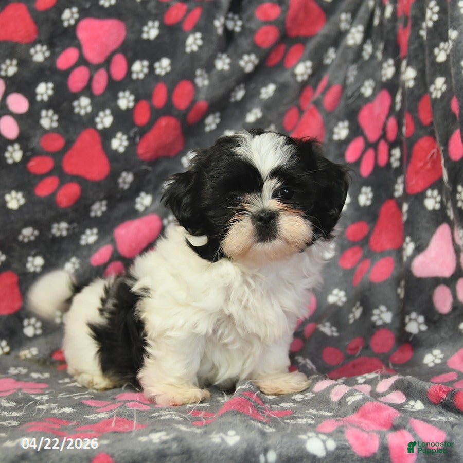 Shih Tzu dogs Hugo  - Ad 1