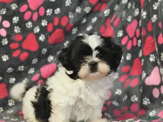 Shih Tzu dogs for sale: Hugo - Ad 4
