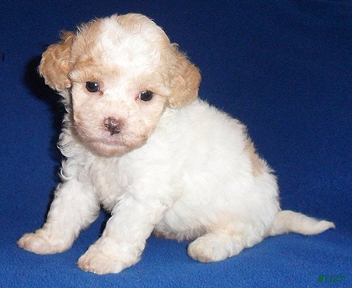 Shihpoo dogs Milo - Ad 2