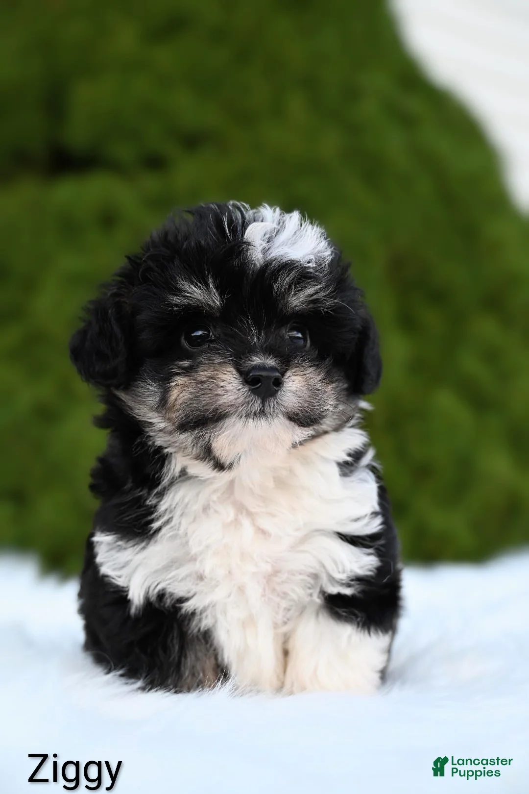 Miniature Australian Shepherd dogs for sale: Ziggy - Ad 6