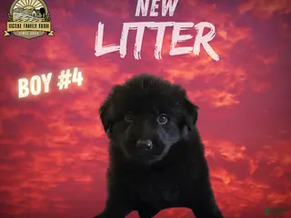 German Shepherd dogs German Shepherd Boy 4 - Ad 20