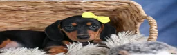 Miniature Dachshund dogs for sale: 🐾 MEET VANCE 🐶❤️ - Ad 9