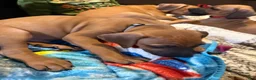 Rhodesian Ridgeback dogs for sale: Rhodesian Ridgeback 1 - Ad 3