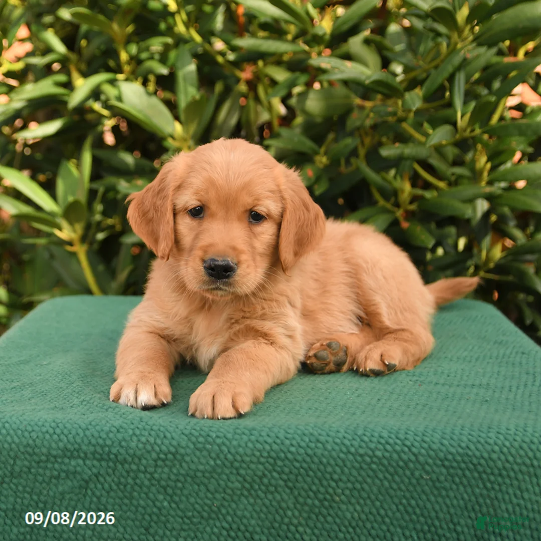 Golden Retriever dogs for sale: Nugget - Ad 2