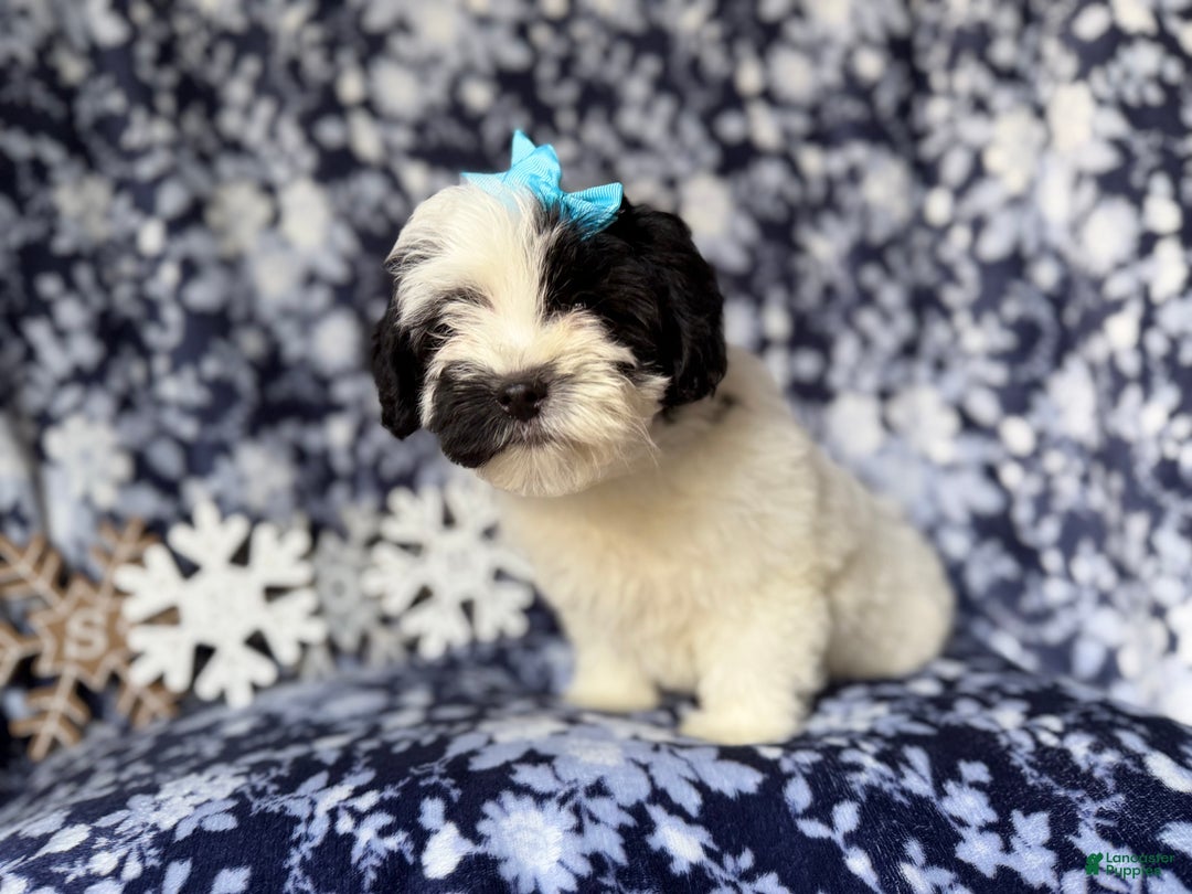 Yorkiepoo dogs for sale: Jolly - Ad 6