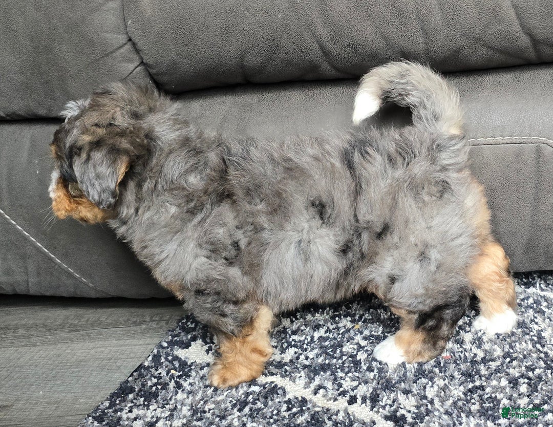 Mini Bernedoodle dogs for sale: Mini Watts - Ad 19