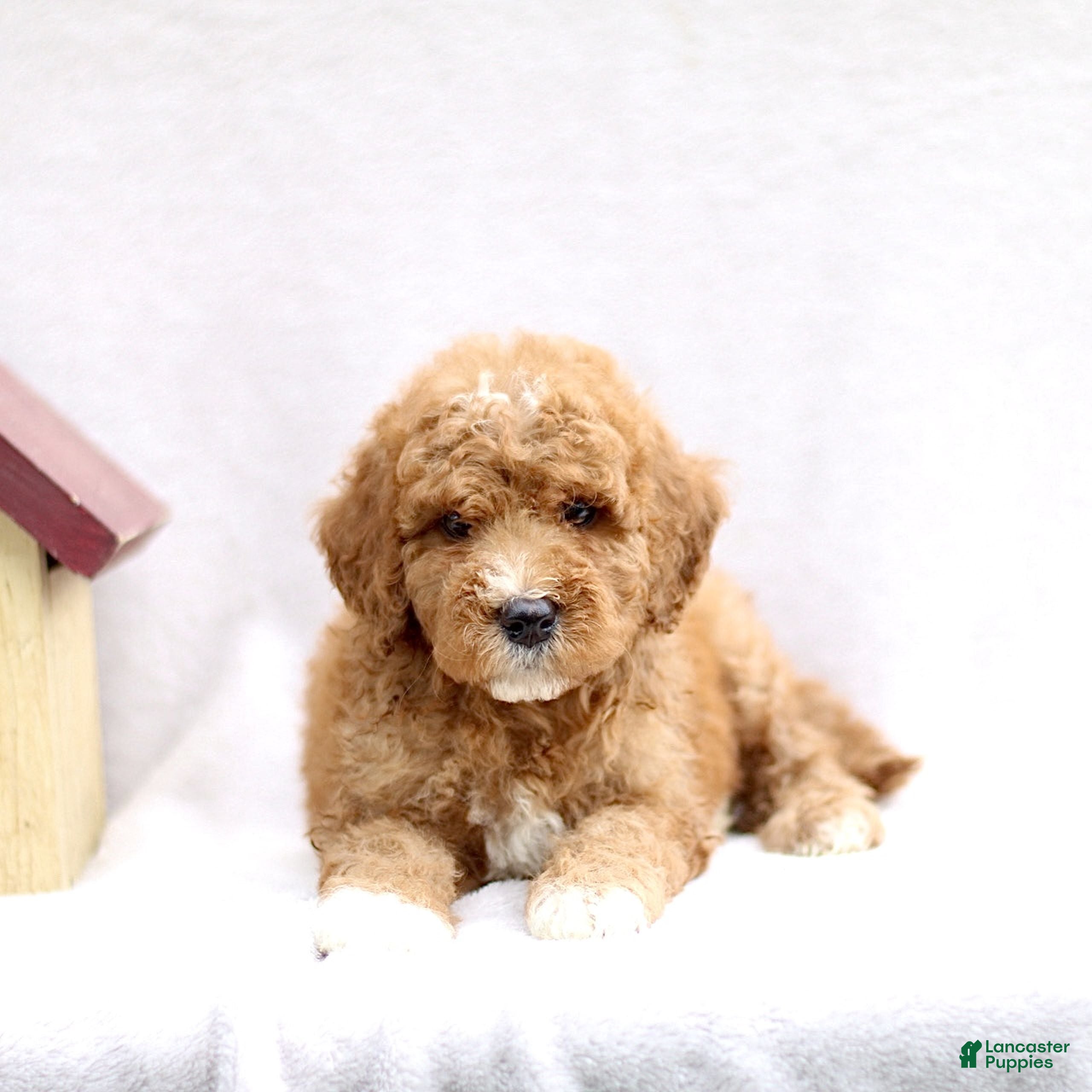 Mini Goldendoodle dogs Lennix - Ad 1