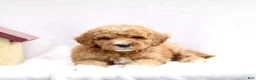 Mini Goldendoodle dogs for sale: Lennix - Ad 1