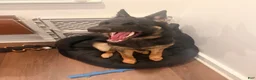 German Shepherd dogs for sale: German Shepherd 1 - Ad 8
