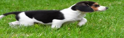 Beagle dogs for sale: Banjo - Ad 2