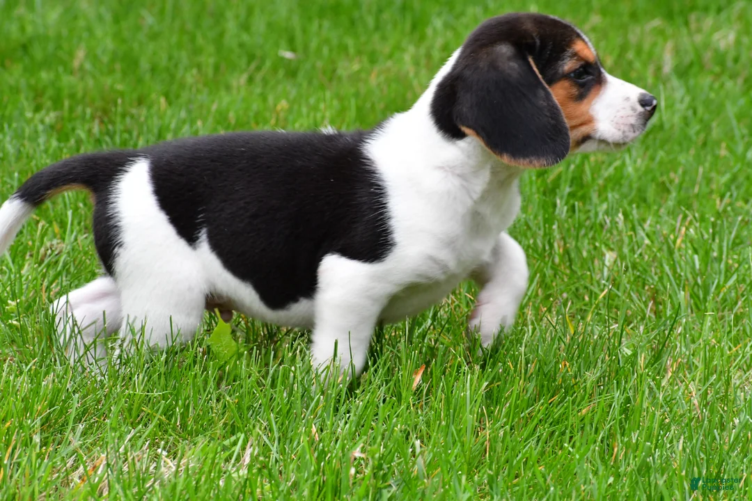 Beagle dogs for sale: Banjo - Ad 2