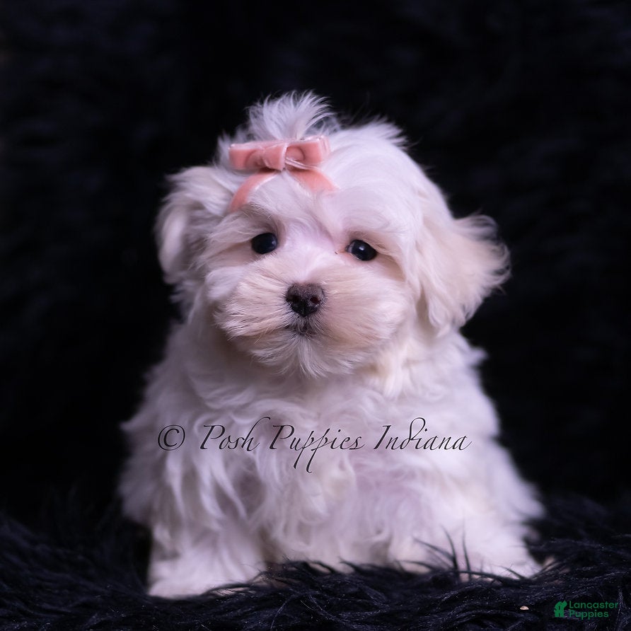 Maltese dogs Zander - Ad 34