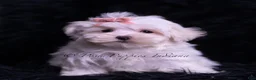 Maltese dogs for sale: Zander - Ad 1