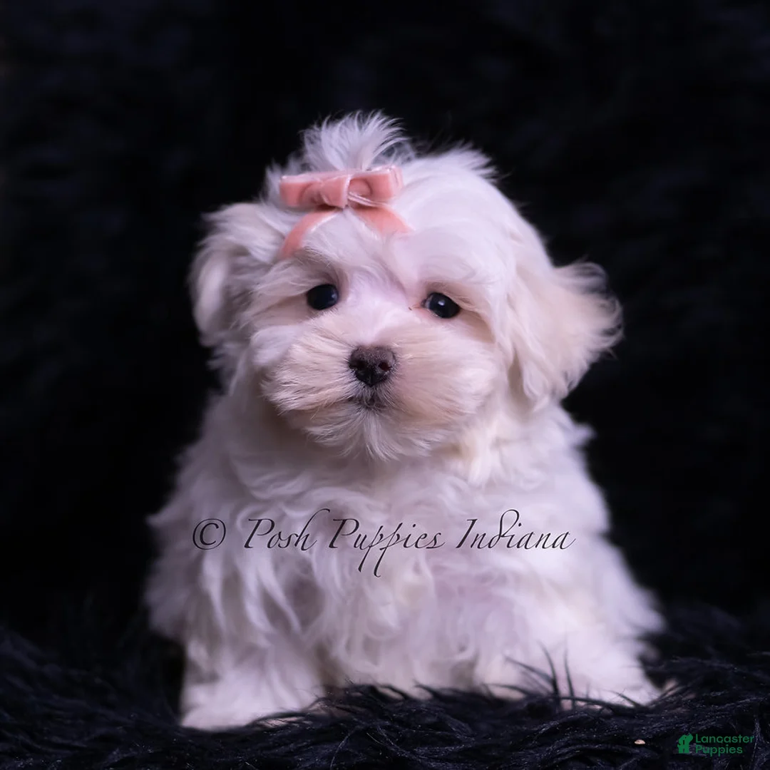 Maltese dogs for sale: Zander - Ad 1